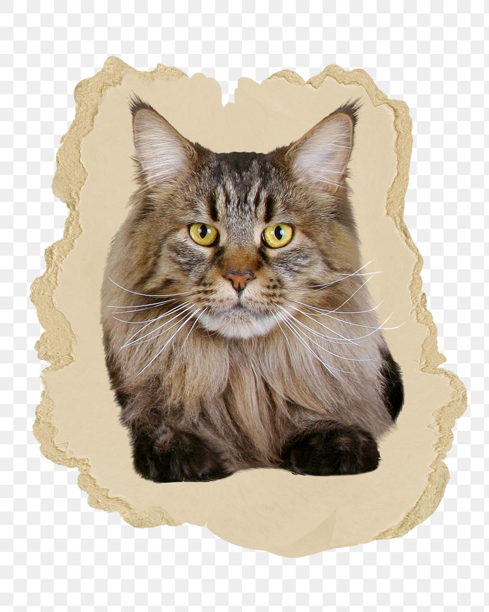 Maine Coon cat png sticker, ripped paper, transparent background