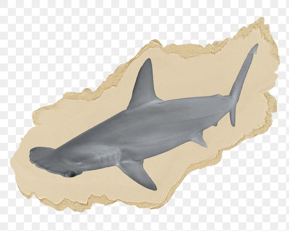 Hammerhead shark png sticker, ripped paper, transparent background