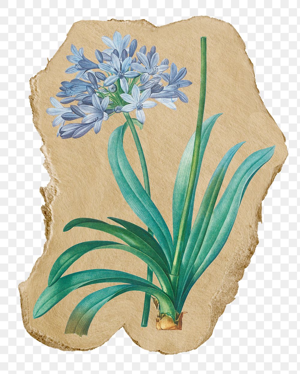 Blue flower png sticker, ripped paper, transparent background