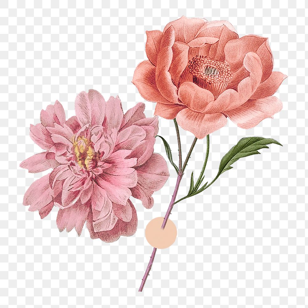 Aesthetic flower png sticker, transparent background