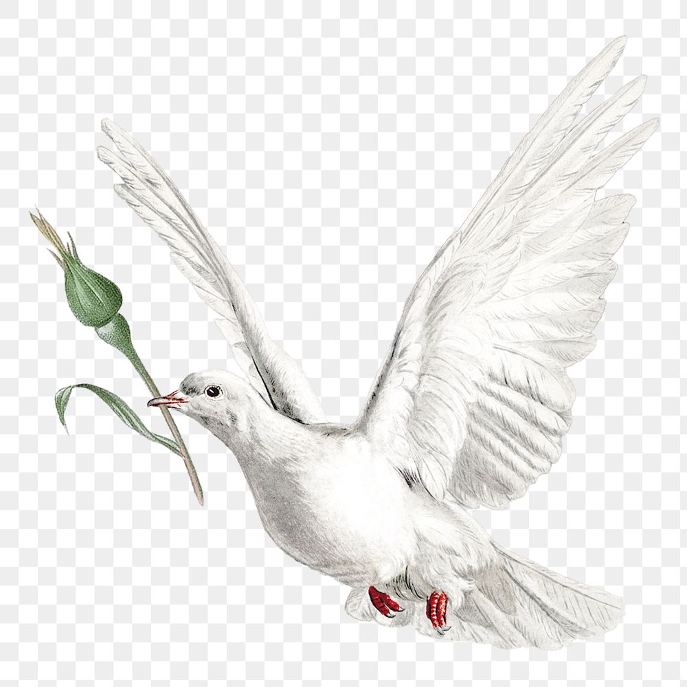 Flying dove png sticker, transparent background
