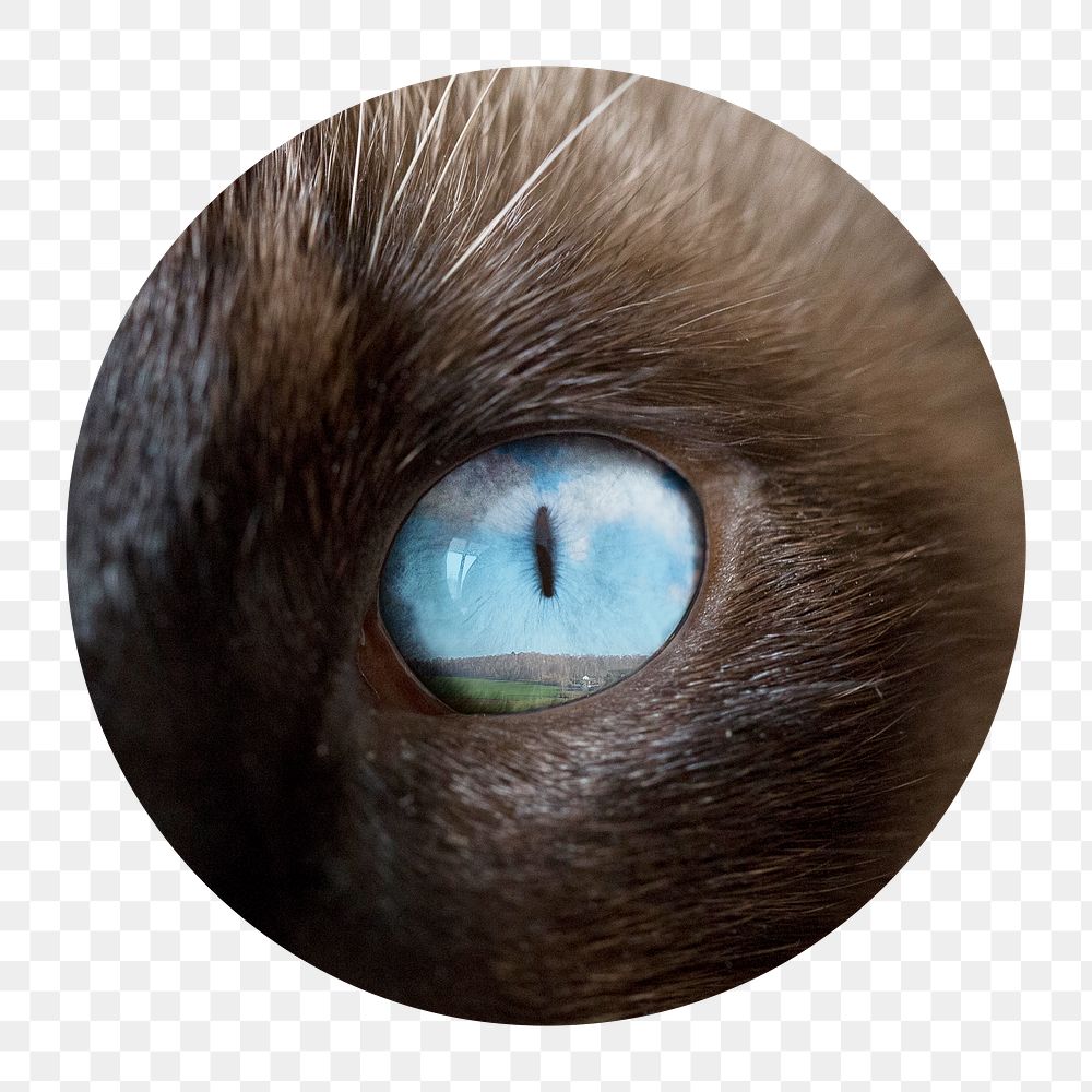 Cat's eye png sticker, circle shape, transparent background