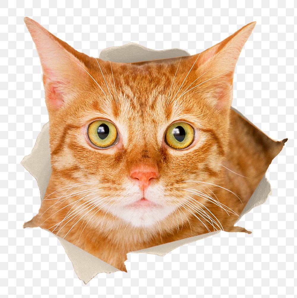 Cute cat png sticker, ripped paper design, transparent background