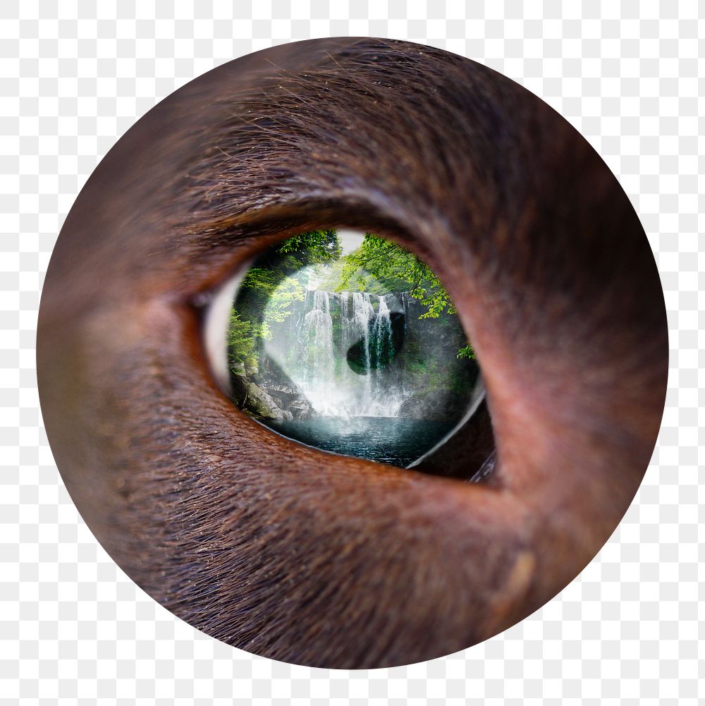 Png forest in animal eye sticker, circle shape, transparent background
