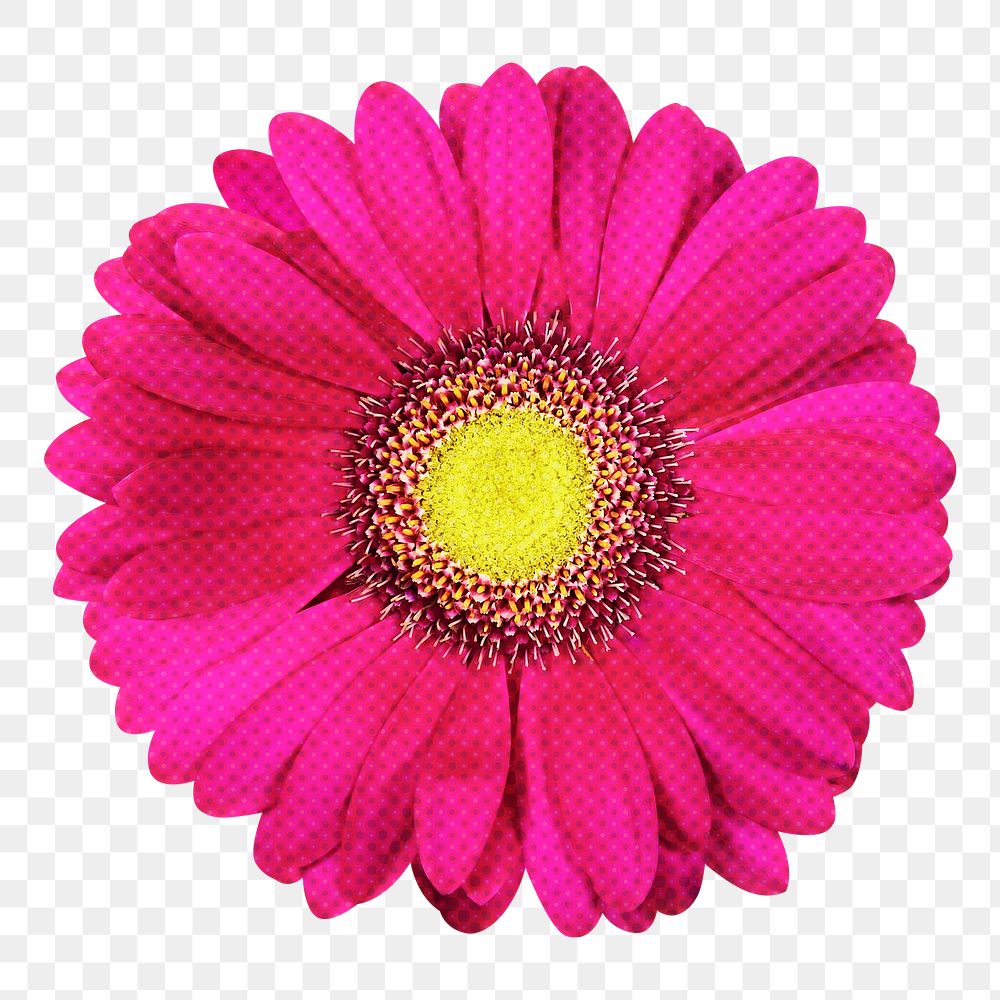 Daisy png sticker, hot pink design, transparent background