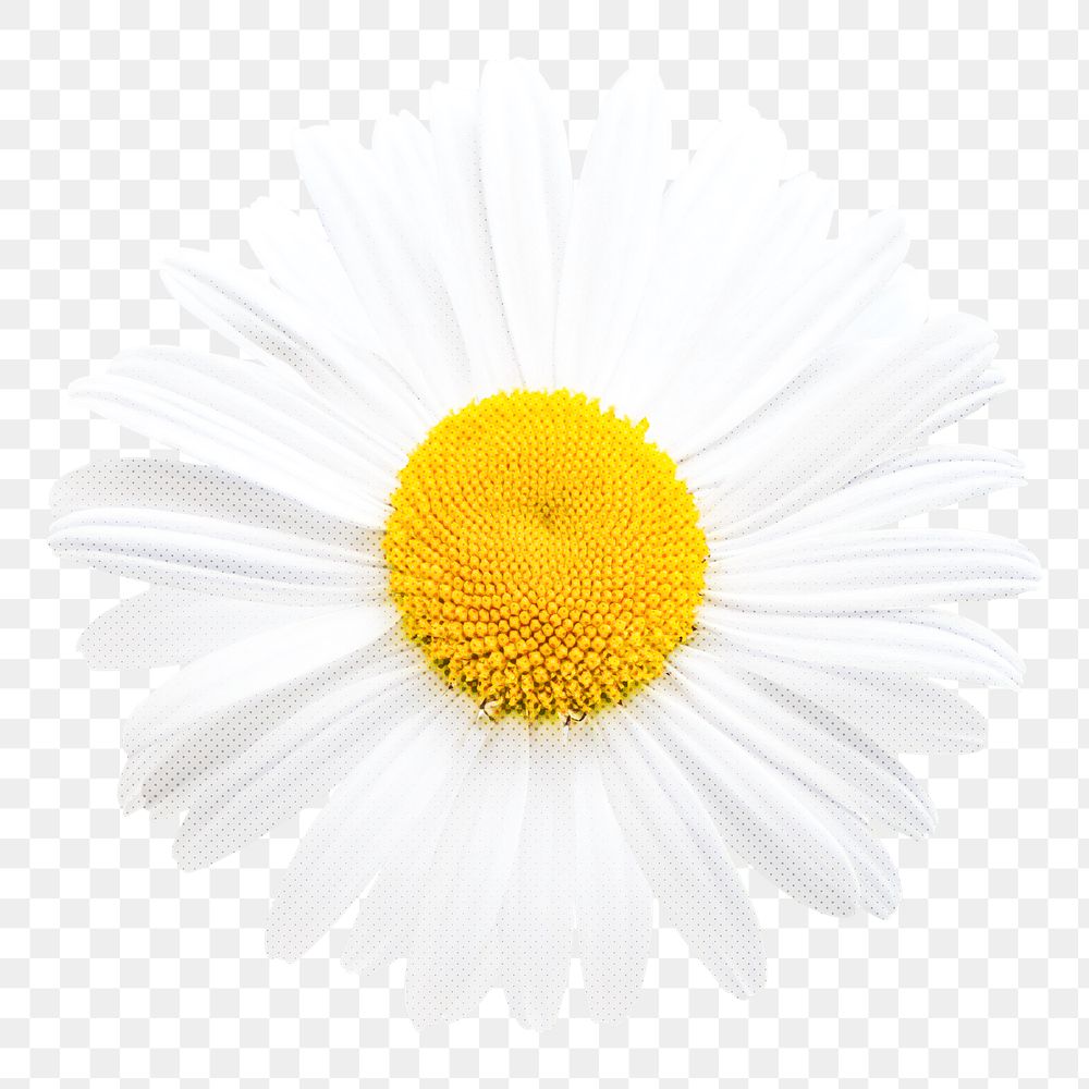 Daisy png sticker, white design, transparent background