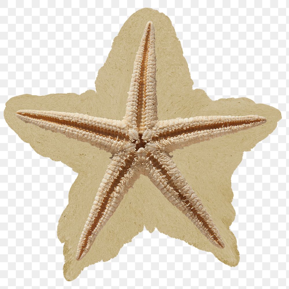 Starfish skeleton png sticker, ripped paper, transparent background