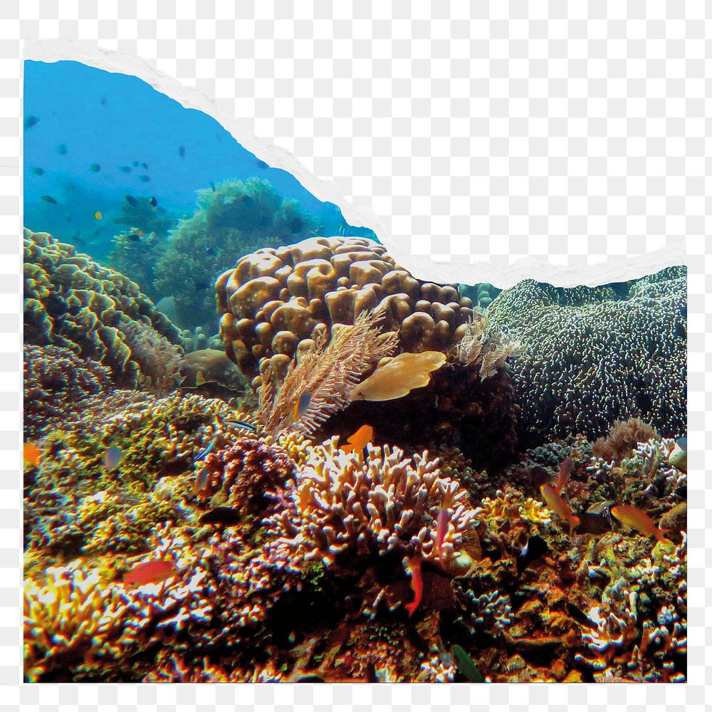 Coral reef png border sticker, ripped paper design, transparent background