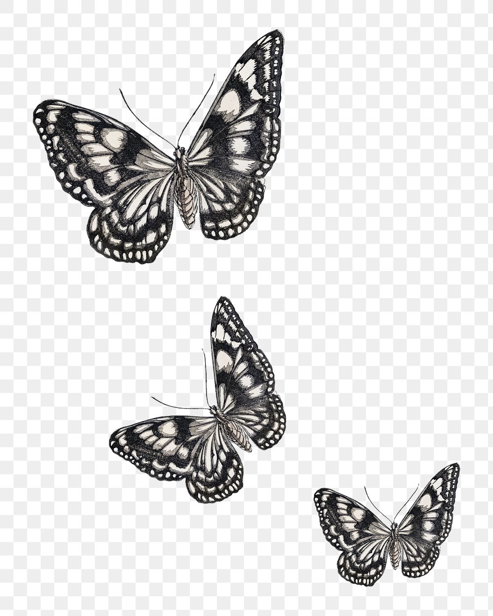 Butterfly png animal sticker, collage element on transparent background