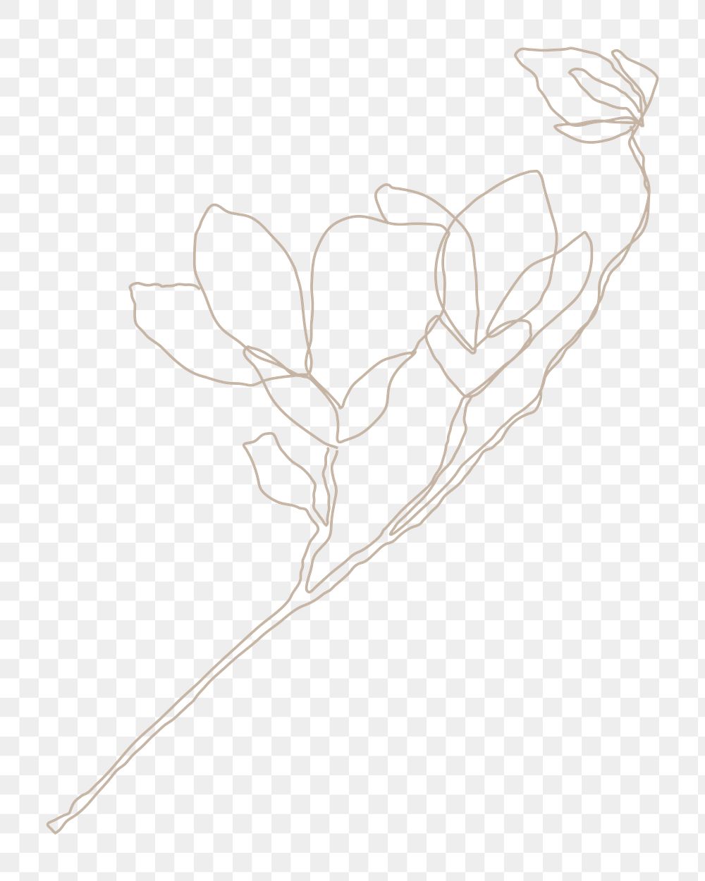 Magnolia flower png sticker, line art illustration, transparent background