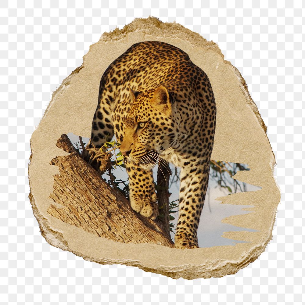 PNG Leopard perched in a tree, collage element, transparent background