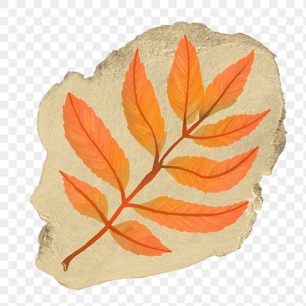 Autumn leaf branch png sticker, ripped paper, transparent background