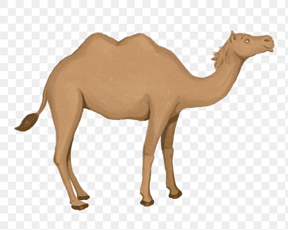 Camel, animal png sticker, watercolor animal illustration, transparent background
