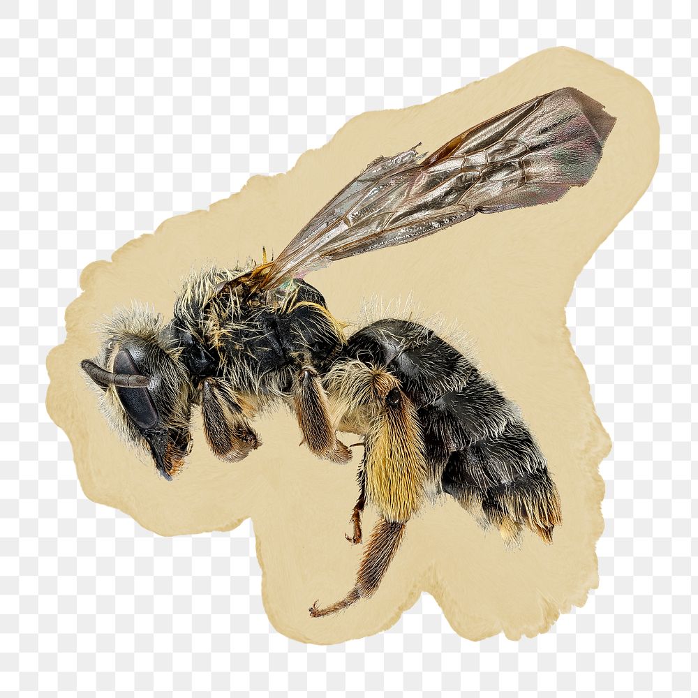 Bumblebee png sticker, ripped paper, transparent background