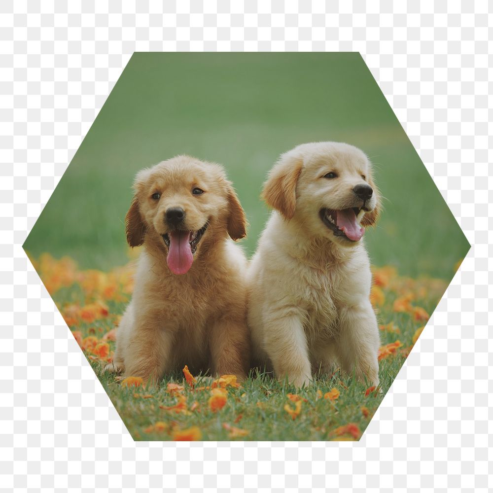 Golden Retriever png puppies badge sticker, pet photo in hexagon shape, transparent background