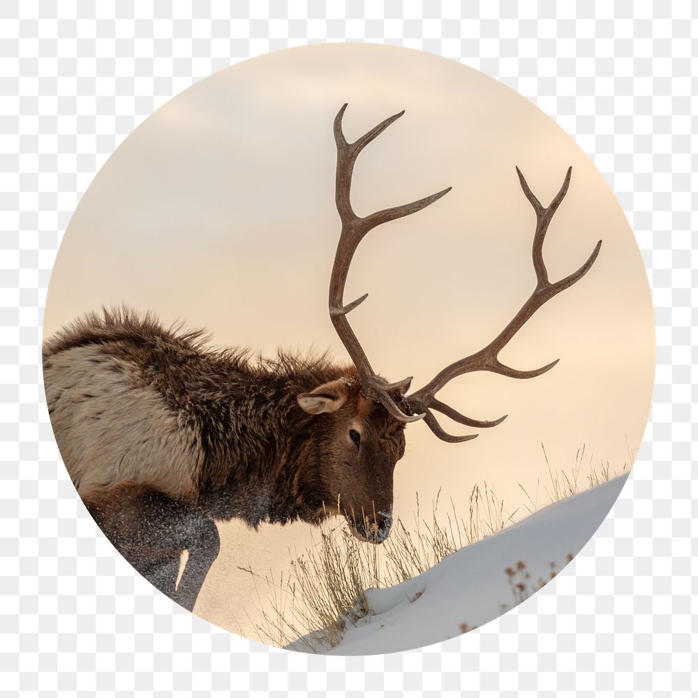 Bull elk png hiking badge sticker, wildlife photo, transparent background