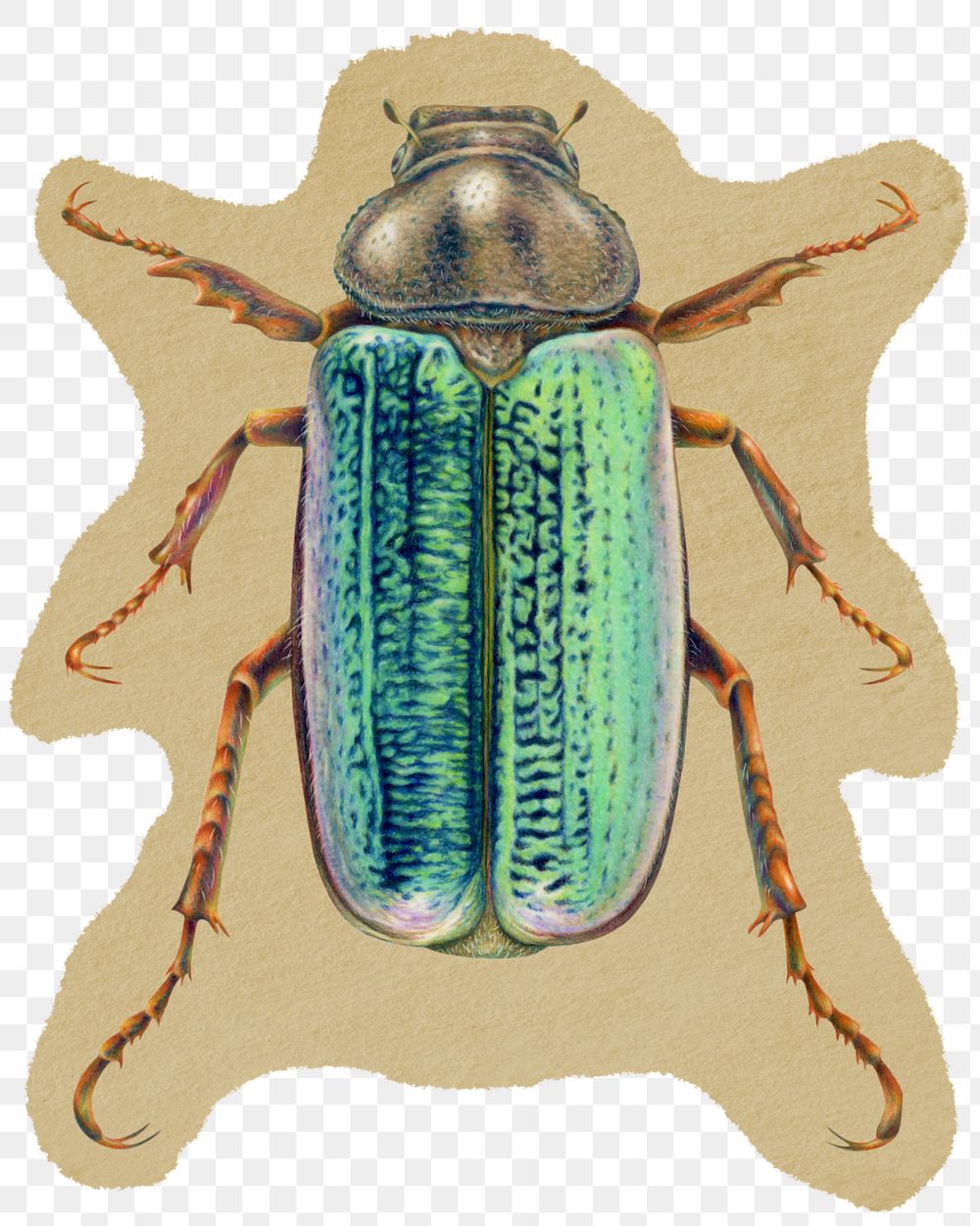 June bug  png sticker, ripped paper on transparent background 