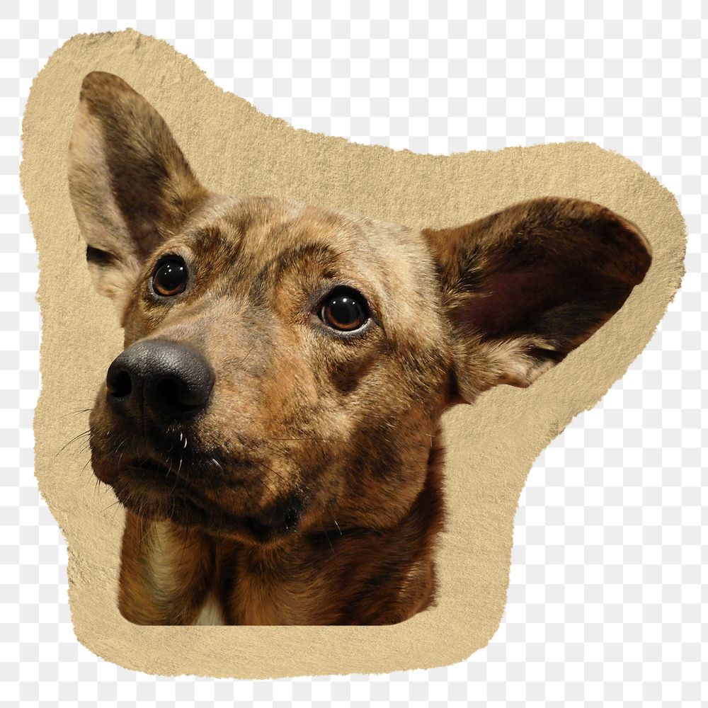 Brown dog png sticker, ripped paper on transparent background 