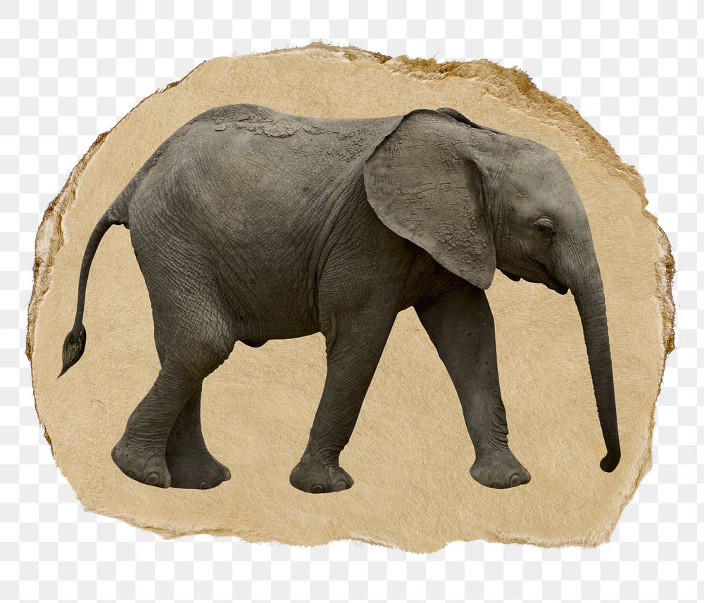 African elephant png sticker, ripped paper on transparent background 