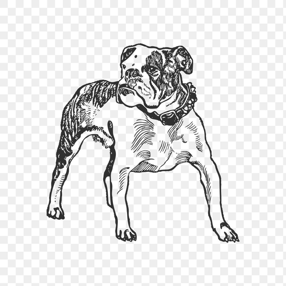 Bulldog png pet sticker, vintage collage element on transparent background