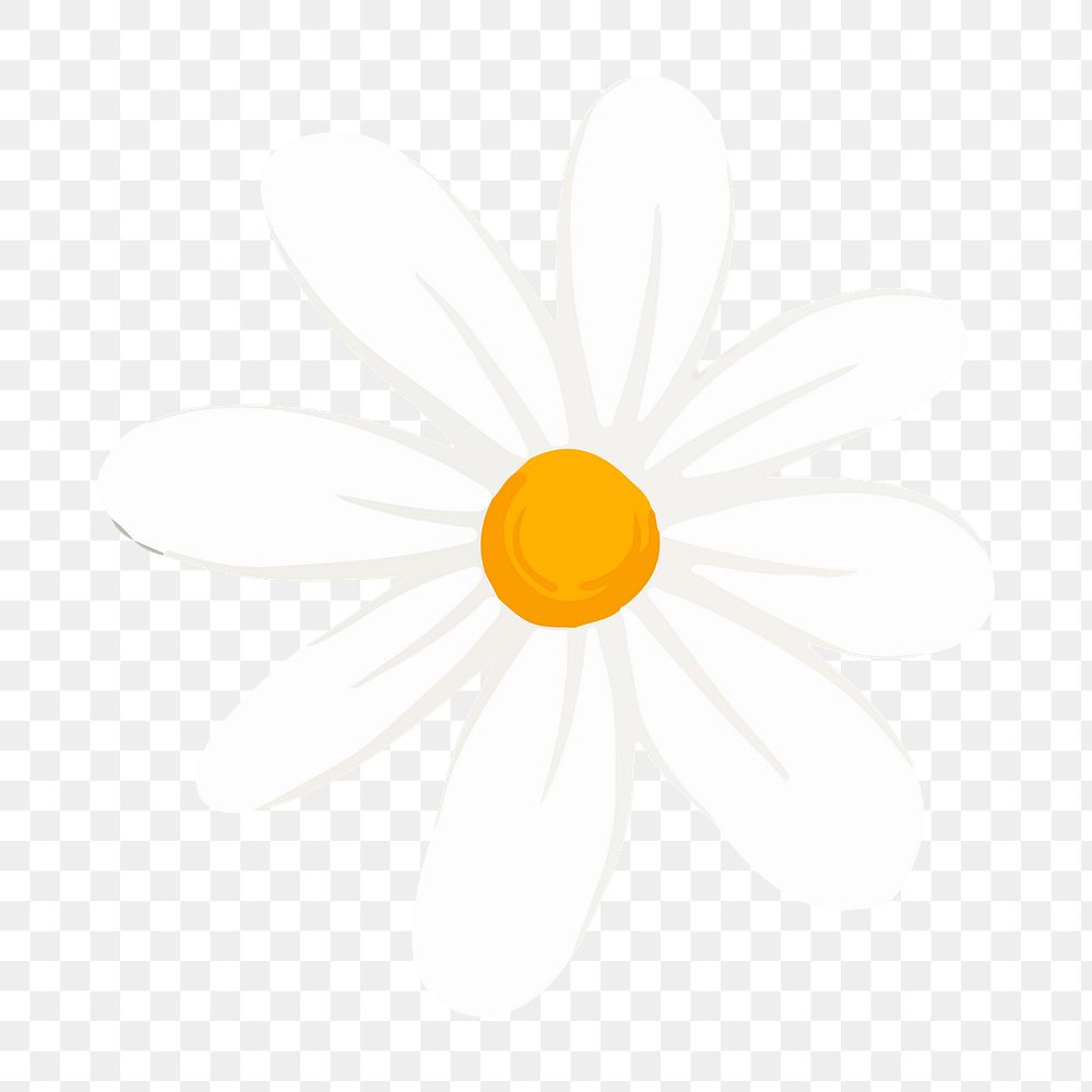 White flower png sticker, aesthetic design, transparent background