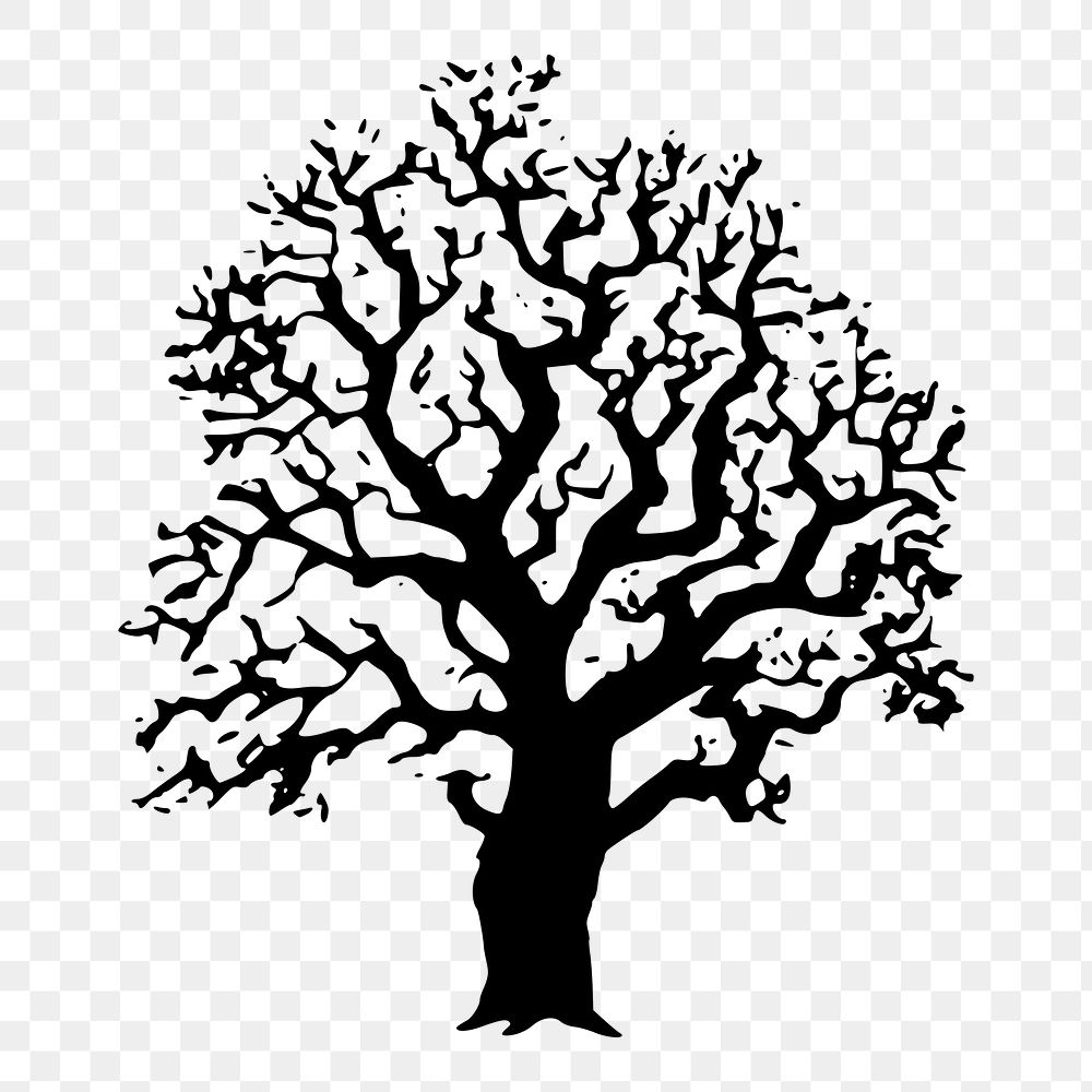 Oak tree png sticker illustration, transparent background. Free public domain CC0 image.