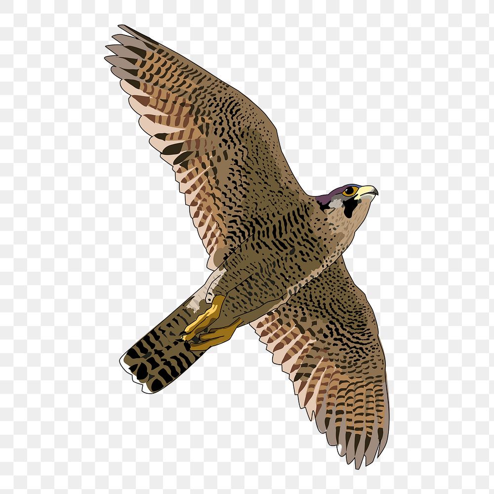 Shaheen falcon png sticker illustration, transparent background. Free public domain CC0 image.
