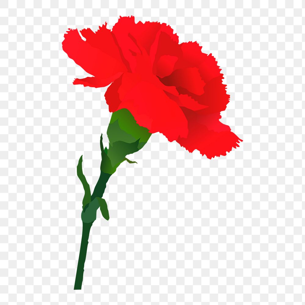 Red carnation png sticker illustration, transparent background. Free public domain CC0 image.