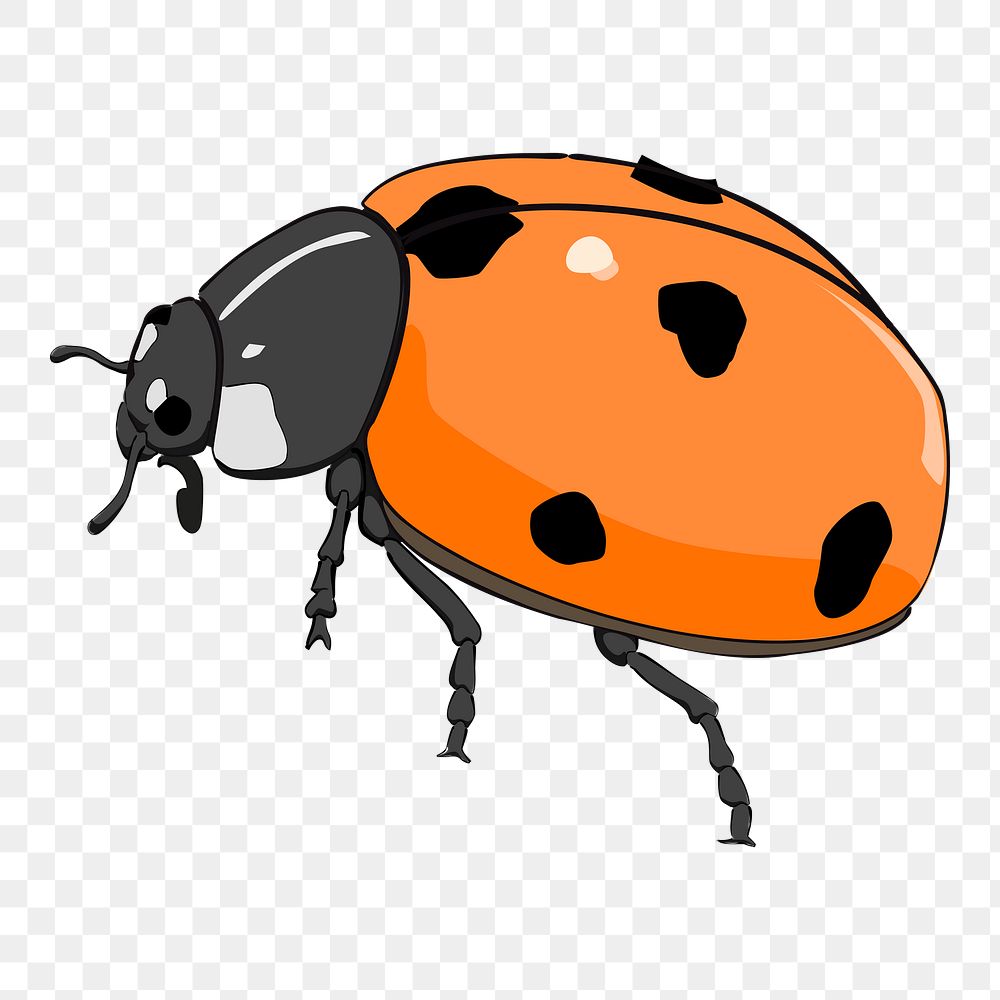 Orange ladybug  png sticker illustration, transparent background. Free public domain CC0 image.