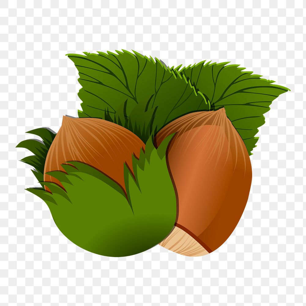 Hazelnut png sticker illustration, transparent background. Free public domain CC0 image.