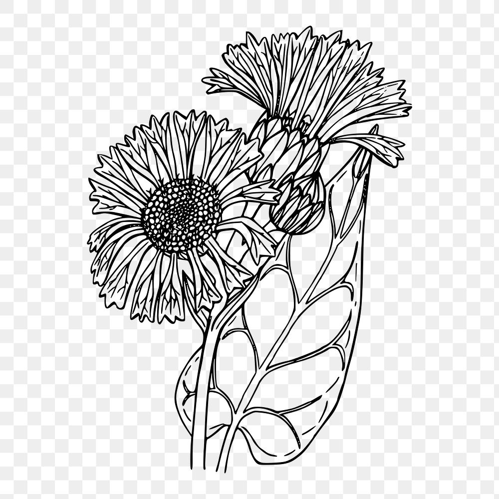 Sunflower png illustration, transparent background. Free public domain CC0 image.