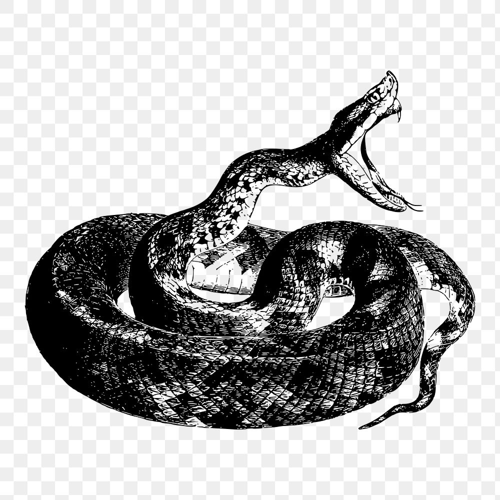 Python snake png illustration, transparent background. Free public domain CC0 image.