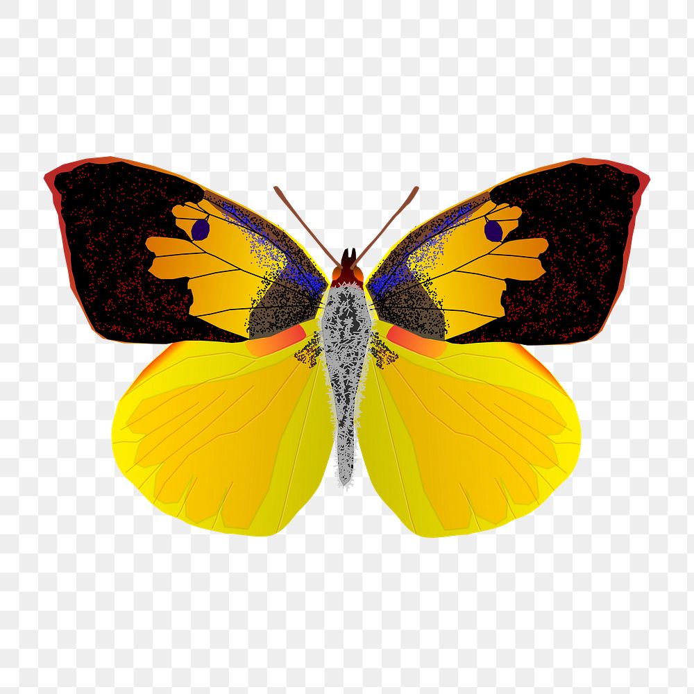 Moth png sticker, transparent background. Free public domain CC0 image.