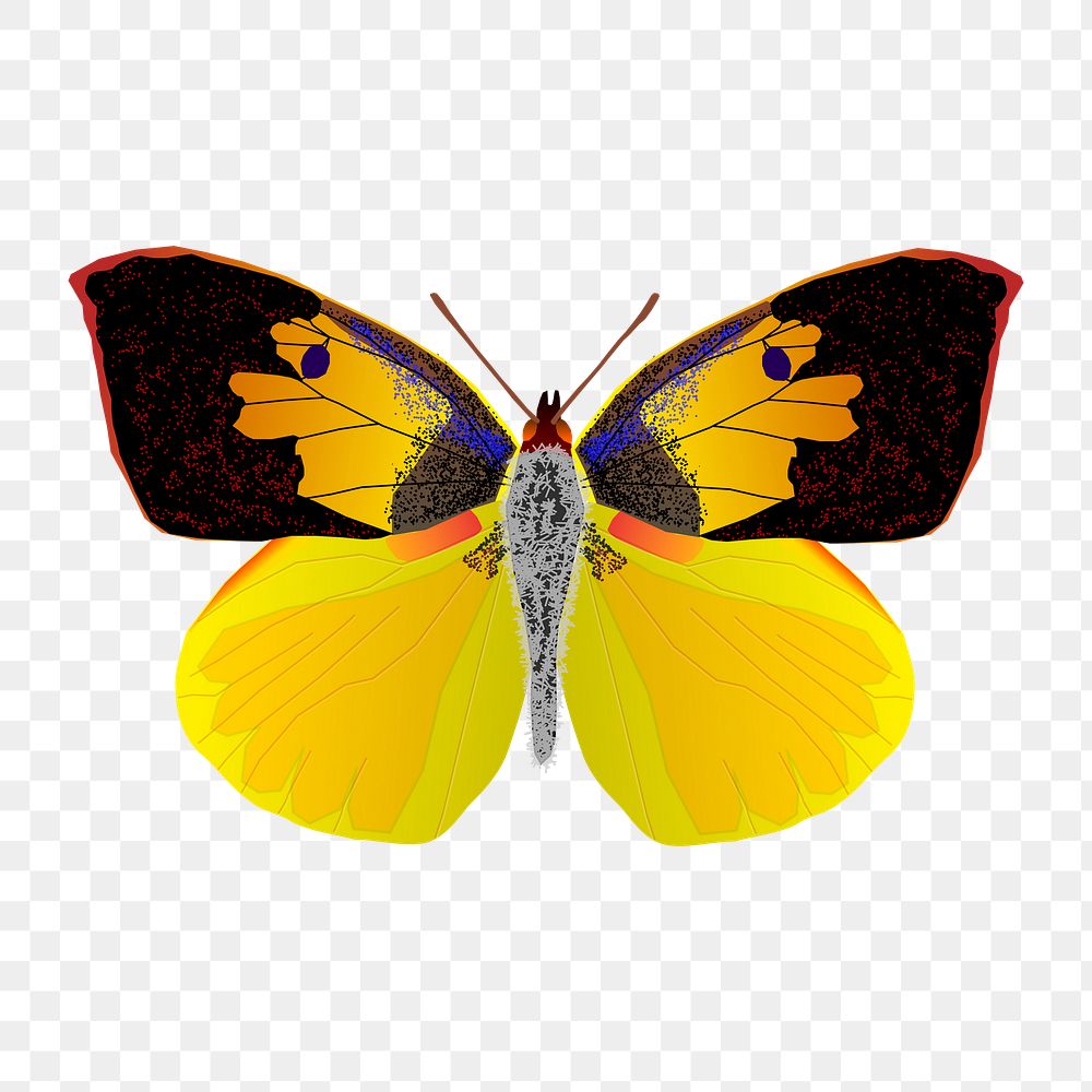 Moth png sticker, transparent background.