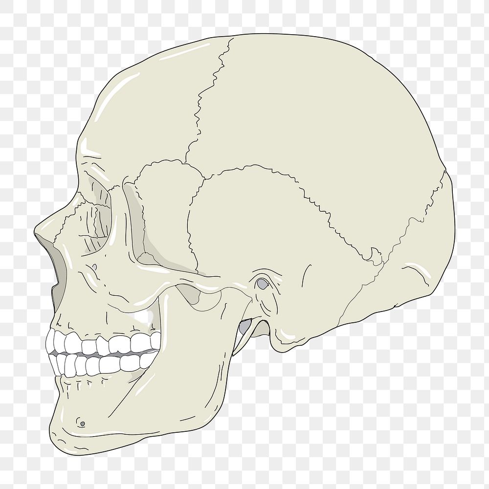 Human skull png illustration, transparent background. Free public domain CC0 image.