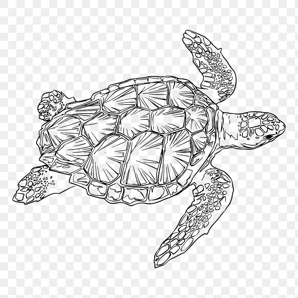 Sea turtle png sticker, transparent background. Free public domain CC0 image.