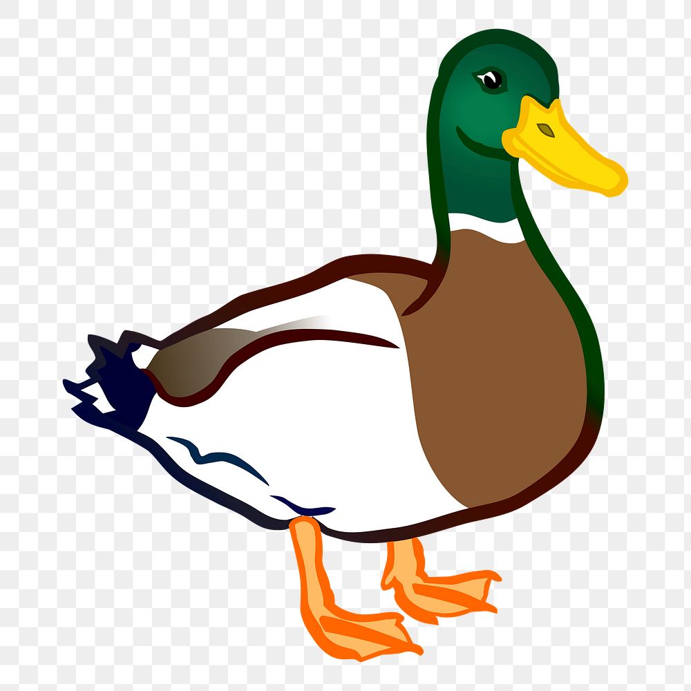 Wild duck png illustration, transparent background. Free public domain CC0 image.