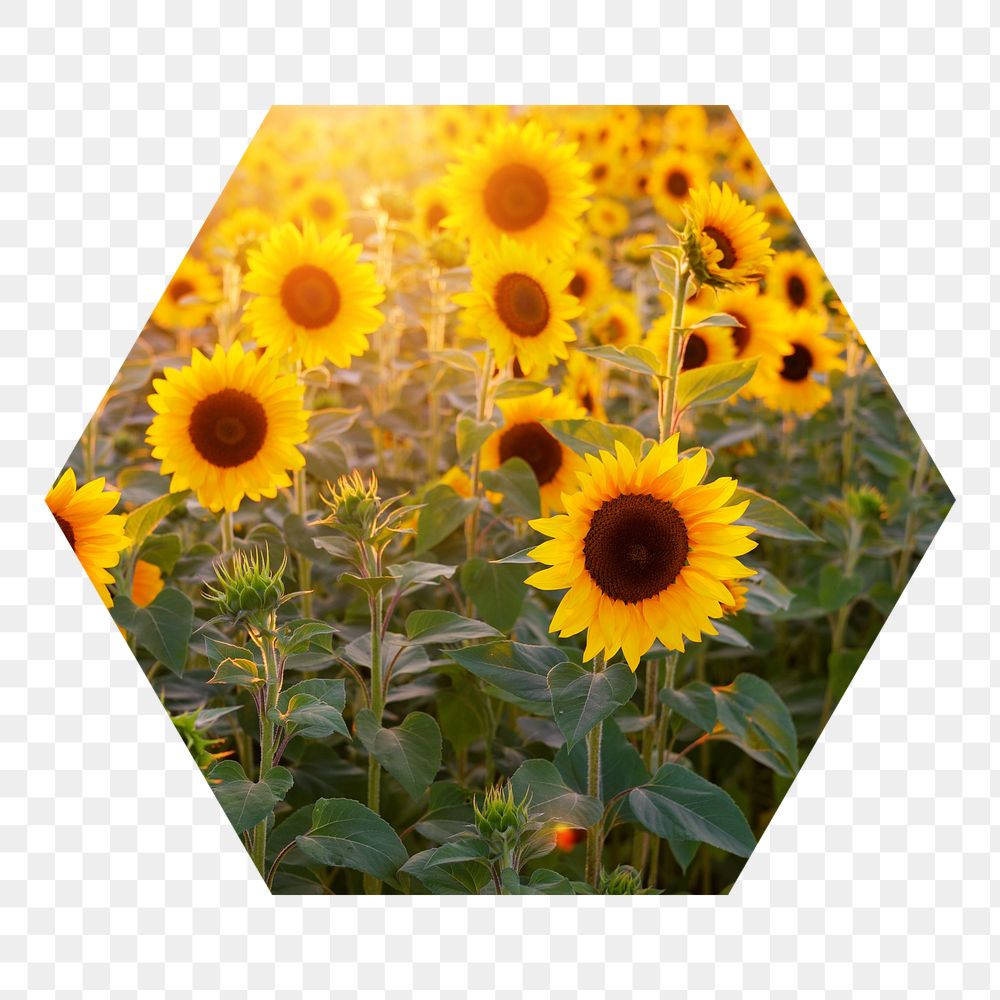 Sunflower field png badge sticker, Spring photo in hexagon shape, transparent background