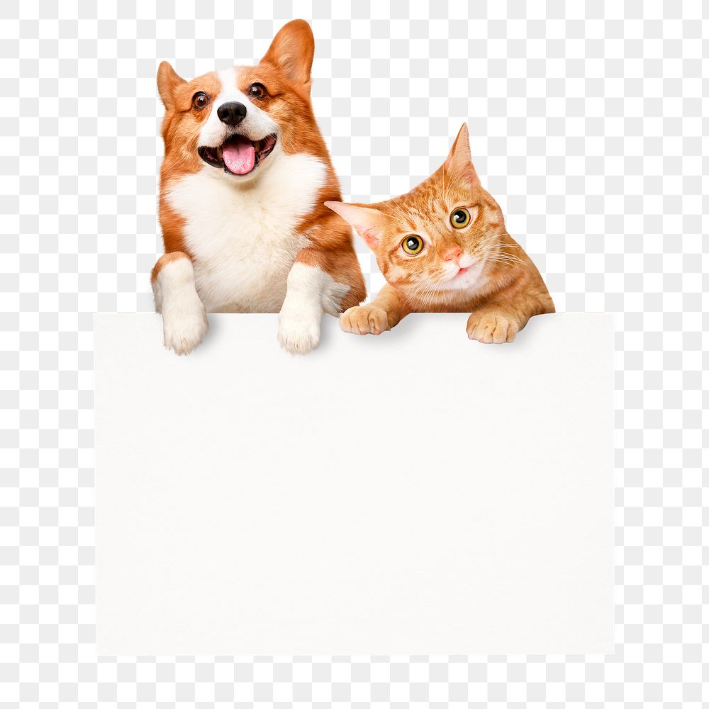 Cat, dog png frame sticker, pet animal image on transparent background