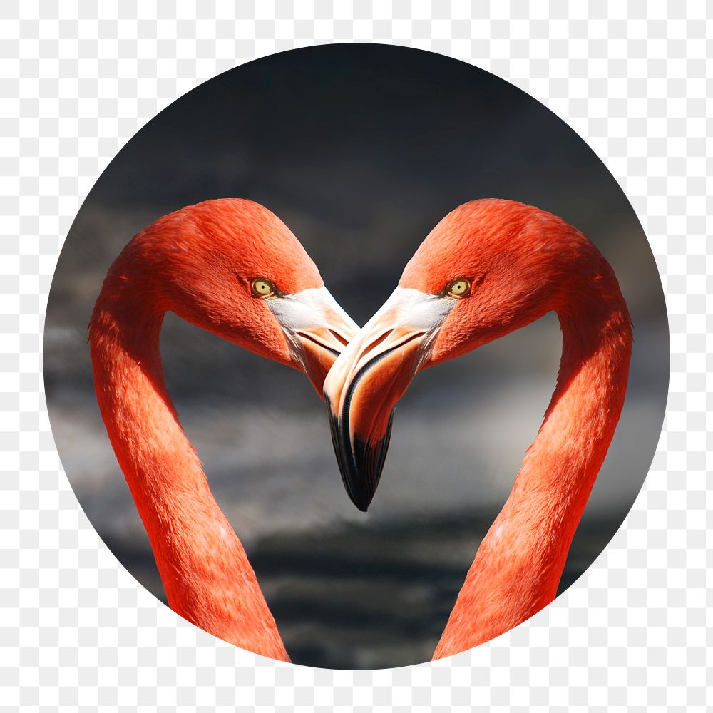 Flamingo heads png badge sticker, bird photo, transparent background