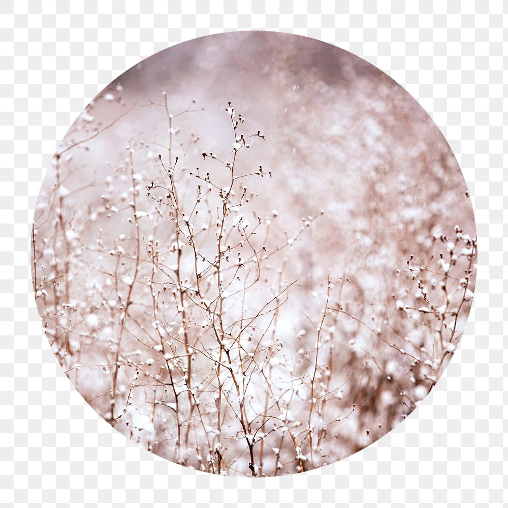 Winter flowers png badge sticker, seasonal photo, transparent background
