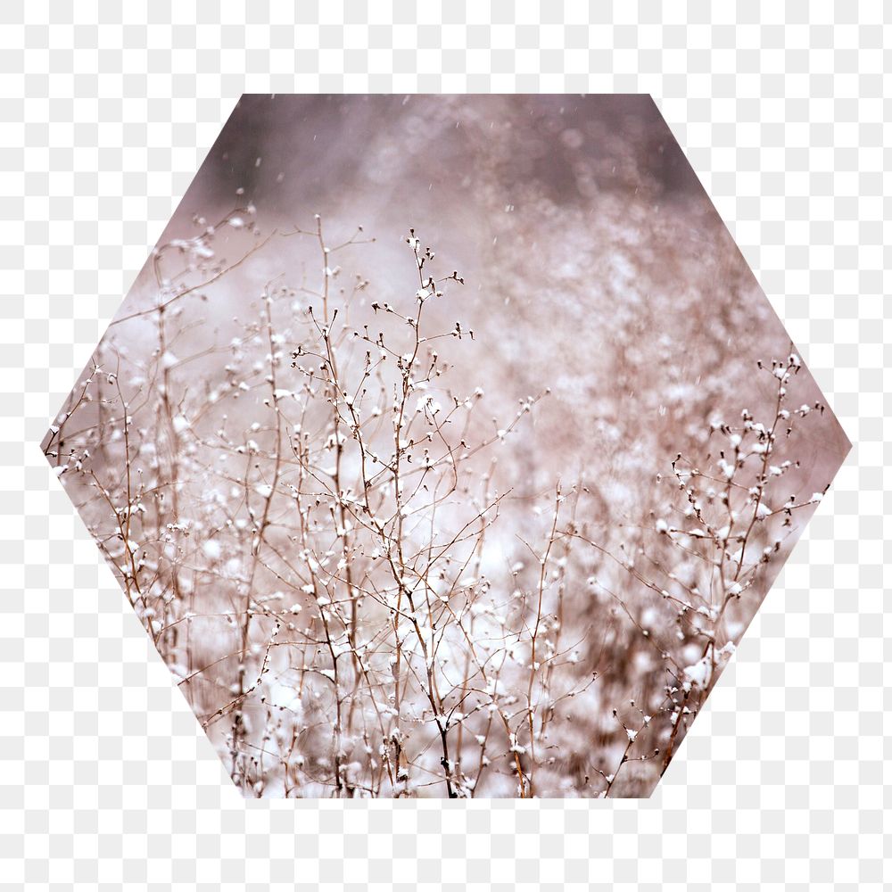 Winter flowers png badge sticker, aesthetic photo in hexagon shape, transparent background