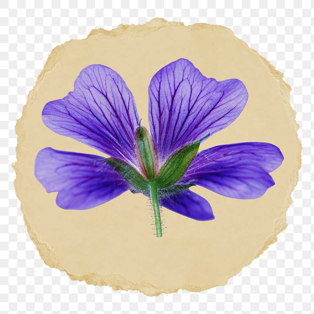 Purple flower png sticker, ripped paper on transparent background 