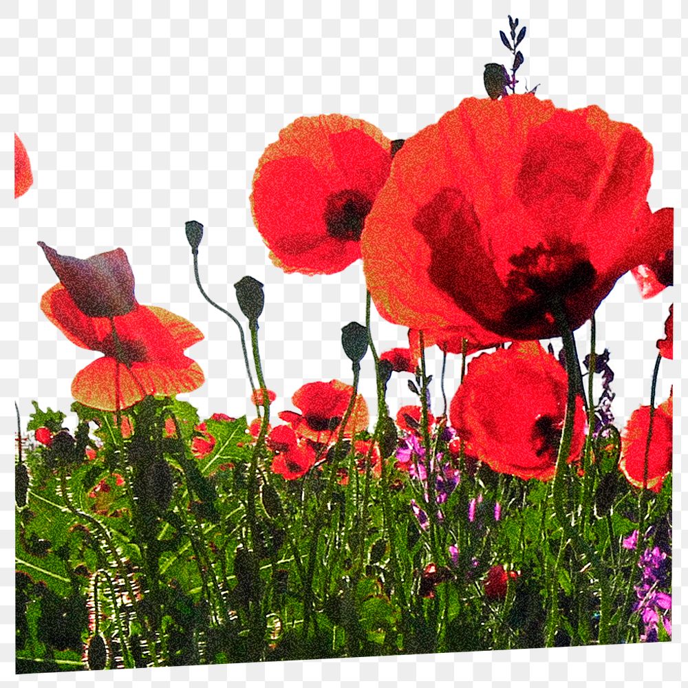 Red poppy png border, transparent background