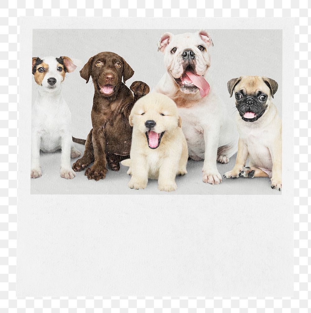 Cute dogs png sticker, transparent background