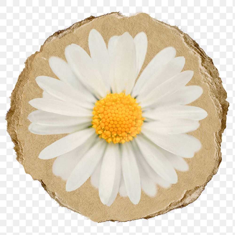 White daisy  png sticker, ripped paper on transparent background 