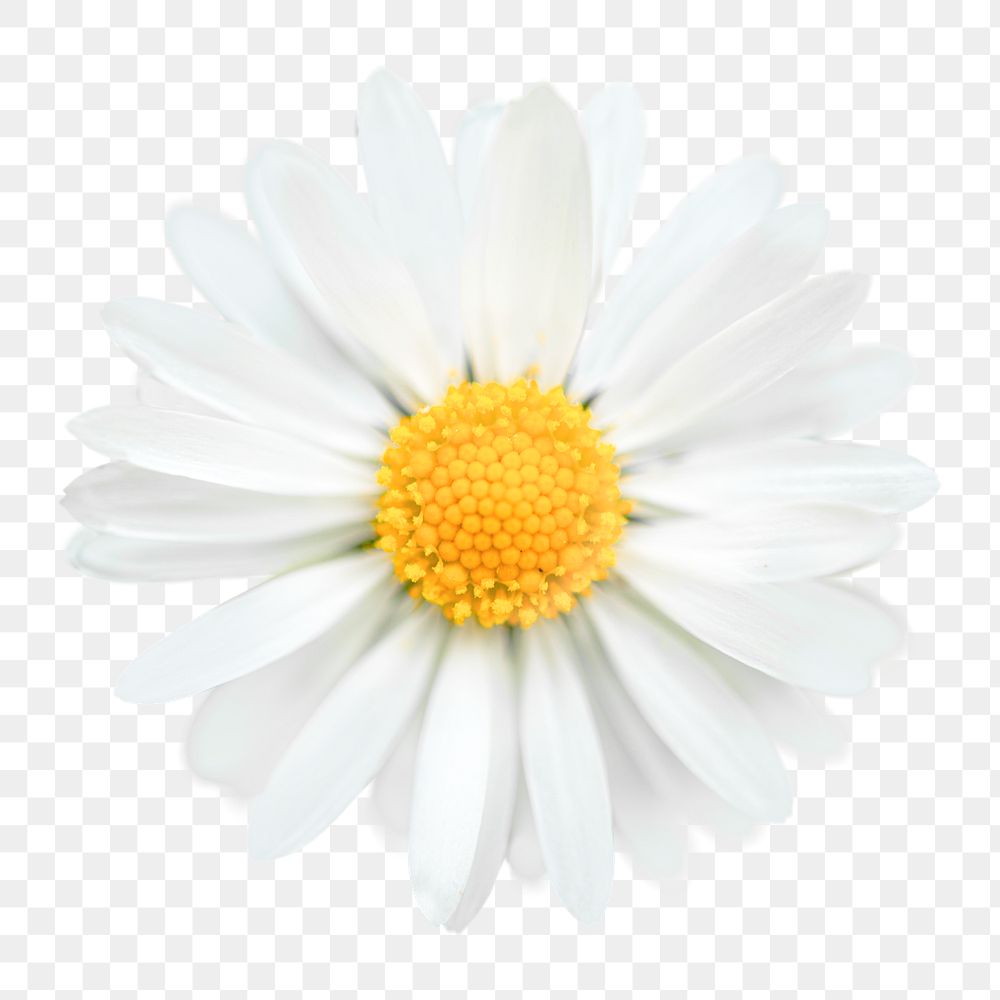 White daisy  png sticker, transparent background