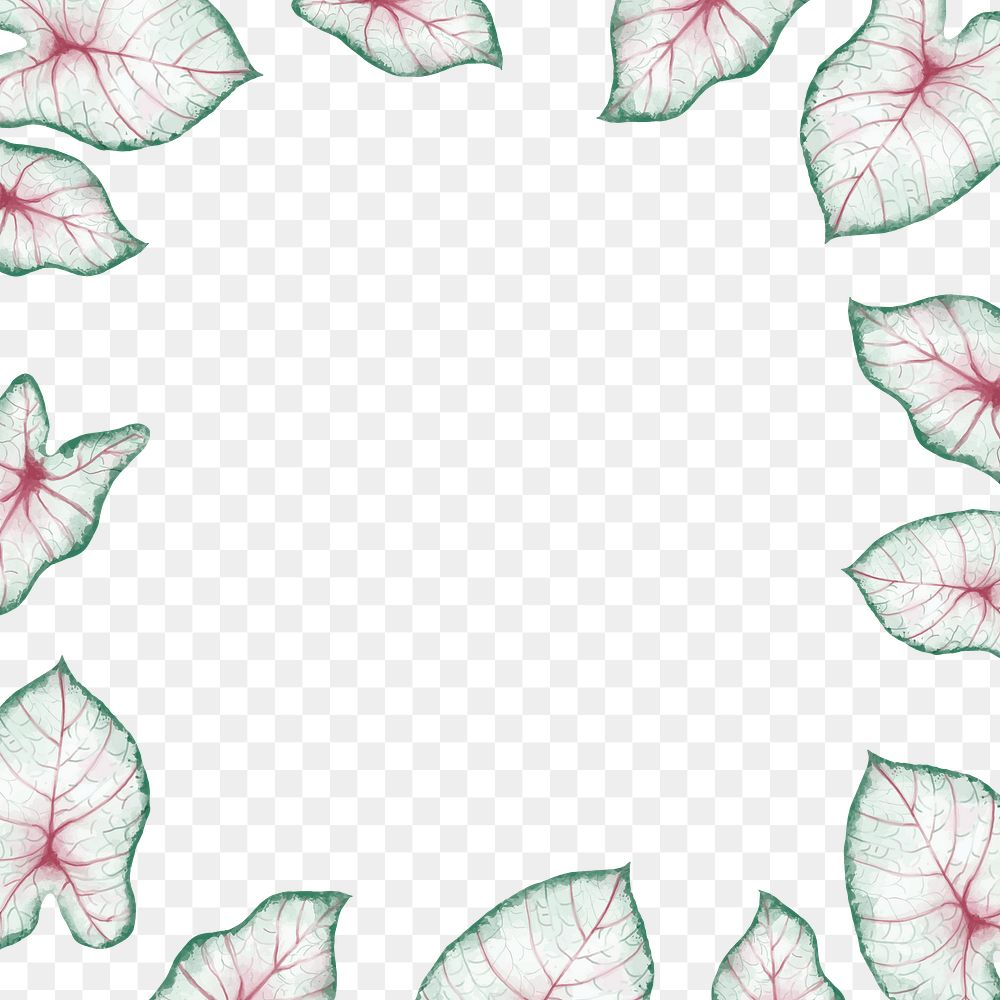 Caladium leaf png frame, tropical design, transparent background