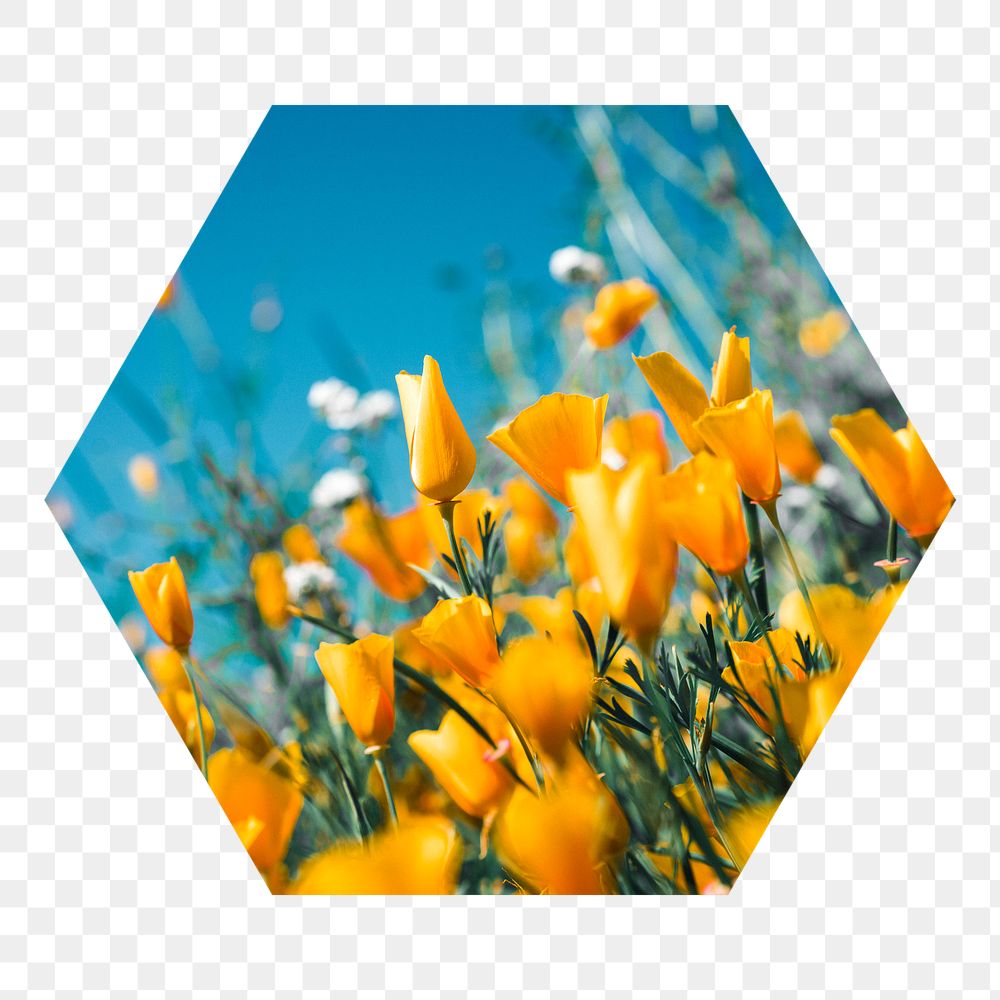 Yellow tulip png field badge sticker, Spring photo in hexagon shape, transparent background