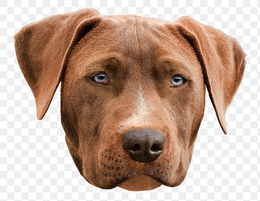 Weimaraner dog png sticker, pet animal image on transparent background
